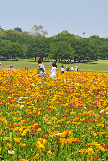 国営昭和記念公園 10万株のアイランドポピーが咲き乱れて_d0069398_925869.jpg