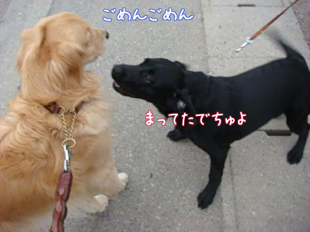 喧嘩仲裁犬 Burnet Hillのパートナーたち