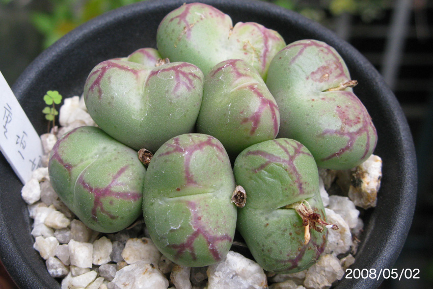 コノフィツム 八重垣姫 コノフィツム Conophytum 実生 （八重垣姫