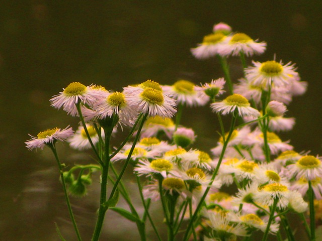 2008年5月6日　いつもの池はこの連休　野鳥・展覧会・花と華やいでいます　in Tokyo_d0129921_23504794.jpg