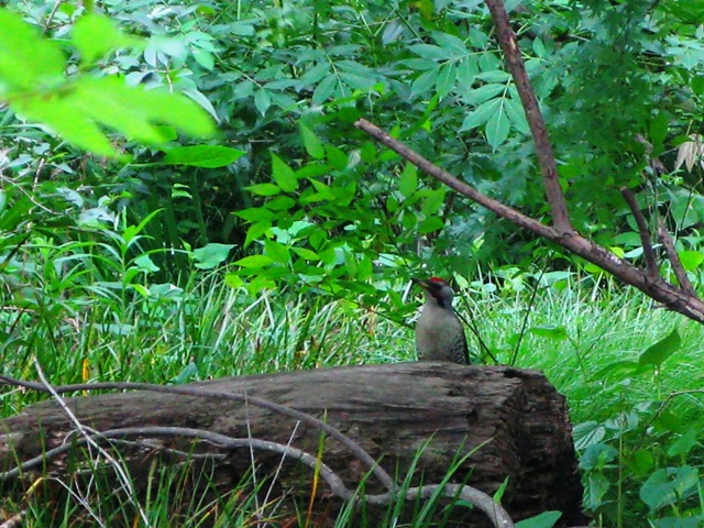 2008年5月6日　いつもの池はこの連休　野鳥・展覧会・花と華やいでいます　in Tokyo_d0129921_2352227.jpg