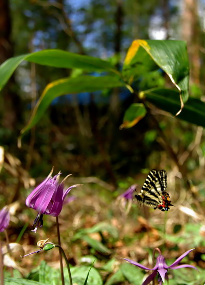 20080503  白馬のギフチョウ散歩：幸せの黄色いバンド （長野県白馬村）　_d0090322_144685.jpg