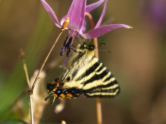 20080503  白馬のギフチョウ散歩：幸せの黄色いバンド （長野県白馬村）　_d0090322_1502821.jpg