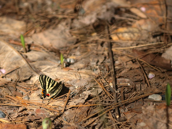 20080503  白馬のギフチョウ散歩：幸せの黄色いバンド （長野県白馬村）　_d0090322_1513219.jpg