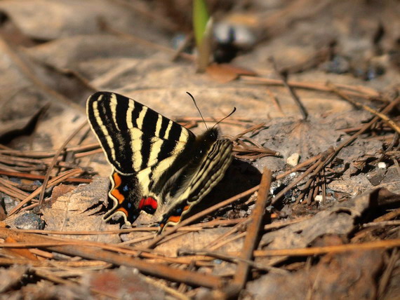 20080503  白馬のギフチョウ散歩：幸せの黄色いバンド （長野県白馬村）　_d0090322_1514724.jpg