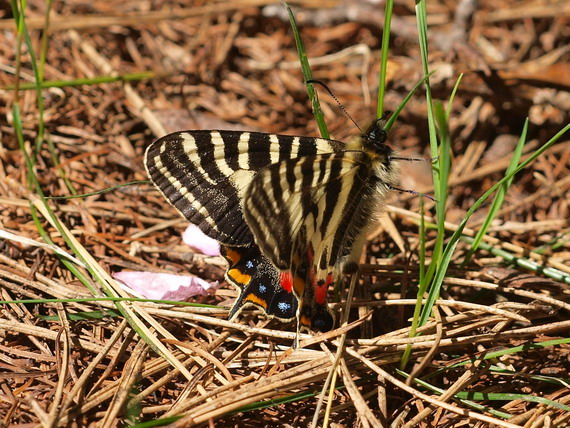 20080503  白馬のギフチョウ散歩：幸せの黄色いバンド （長野県白馬村）　_d0090322_1533830.jpg