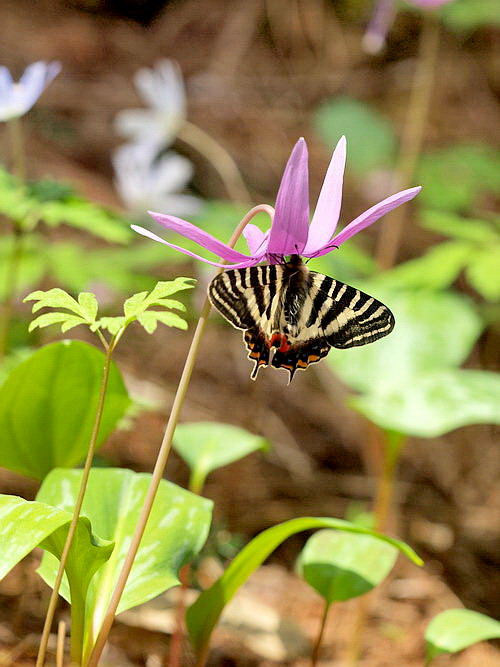 20080503  白馬のギフチョウ散歩：幸せの黄色いバンド （長野県白馬村）　_d0090322_153524.jpg