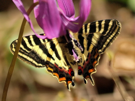 20080503  白馬のギフチョウ散歩：幸せの黄色いバンド （長野県白馬村）　_d0090322_154233.jpg