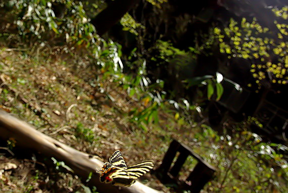 20080503  白馬のギフチョウ散歩：幸せの黄色いバンド （長野県白馬村）　_d0090322_1543667.jpg