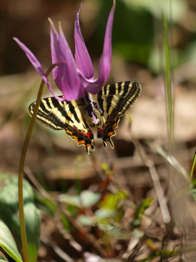 20080503  白馬のギフチョウ散歩：幸せの黄色いバンド （長野県白馬村）　_d0090322_154871.jpg