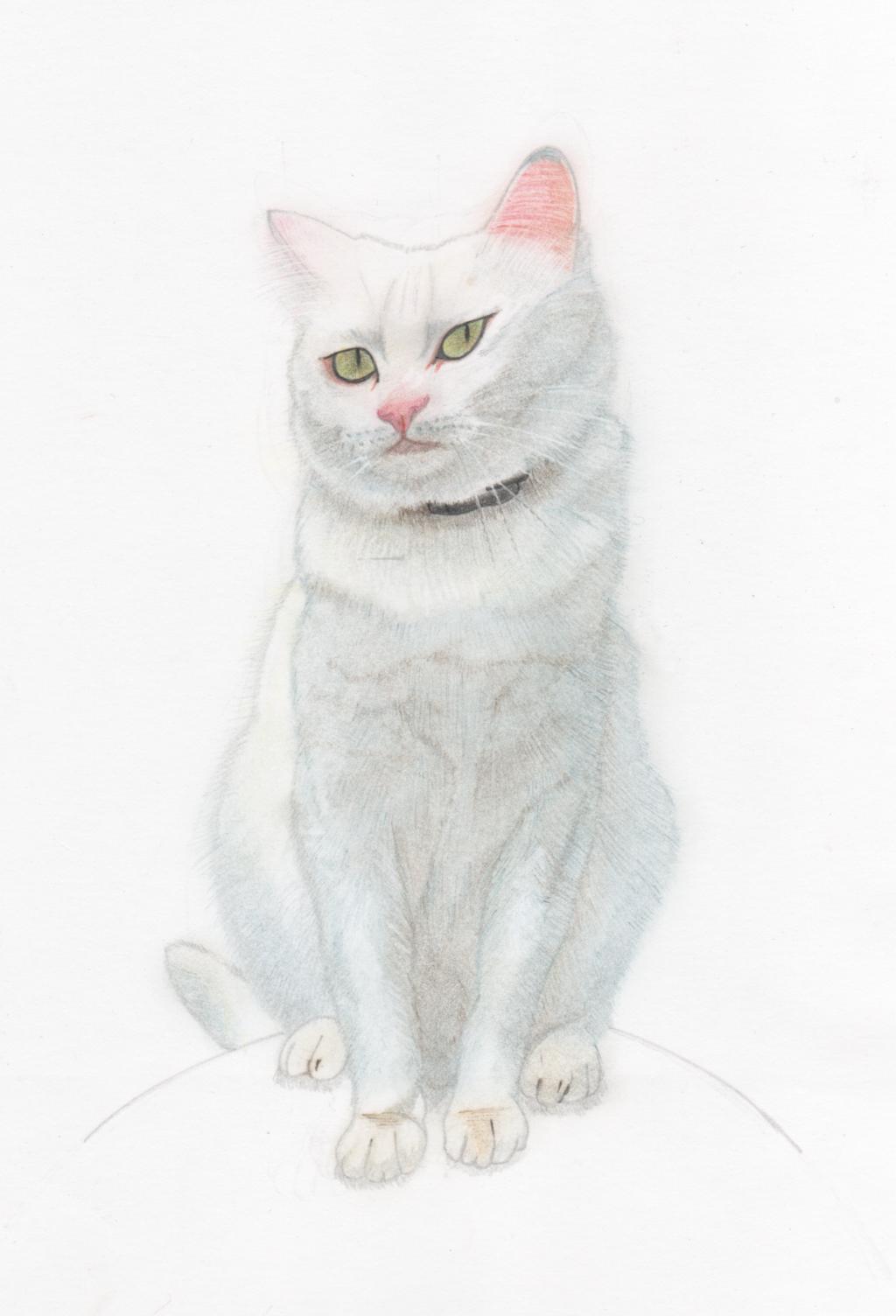 白ねこ 背景色 白 色鉛筆画 猫イラスト