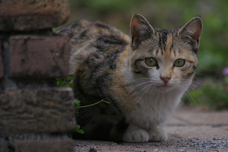 594日目(猫齢648日)：我が家の周辺の猫さん Vol.28_a0088031_1633174.jpg