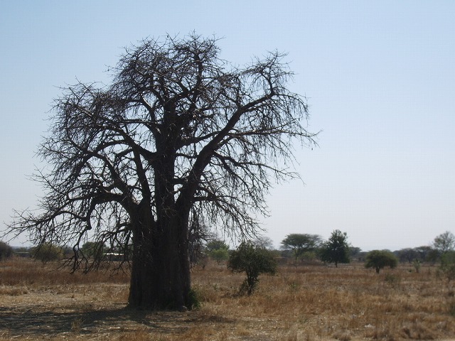 e0146031_2323367.jpg