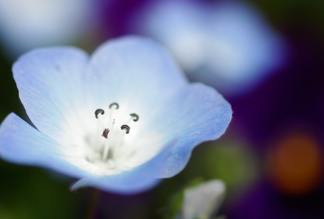 涼しげで可憐な花・ネモフィラ_f0145933_15593889.jpg