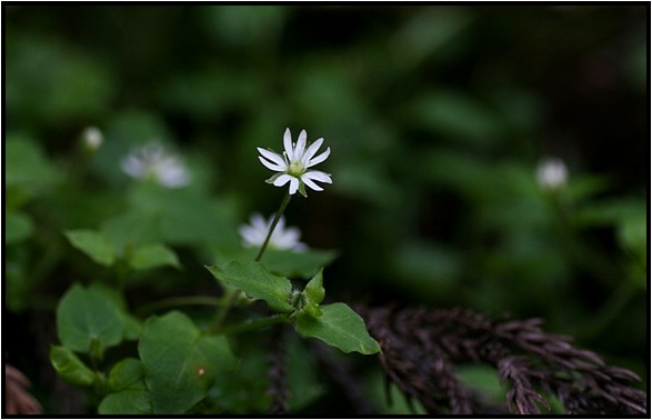 白い小さな花達 野草風薫