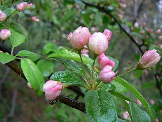 ヒメリンゴの花とズミのつぼみ_f0019247_16113949.jpg