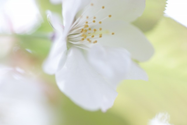 桜　京都御所　緑葉一重白_d0141365_12232428.jpg