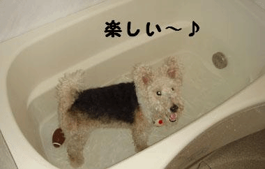 b0091373_365967.gif
