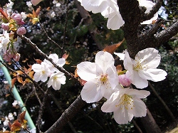 伏見散策：酒蔵めぐり、寺田屋_f0163873_1522522.jpg