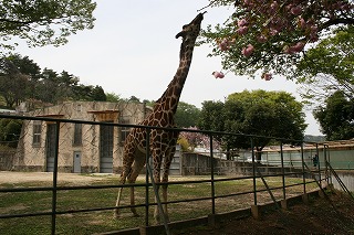 動物園。_a0102580_2382692.jpg