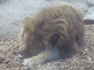 G.W旅行記１「旭山動物園・旭川ラーメン」_e0039787_1924755.jpg