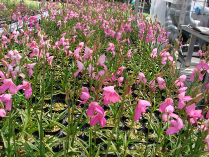 d0007501_10445383.jpg