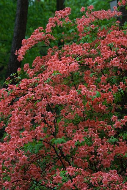 e0031502_1046613.jpg