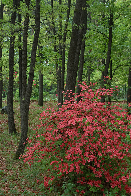 e0031502_1431337.jpg