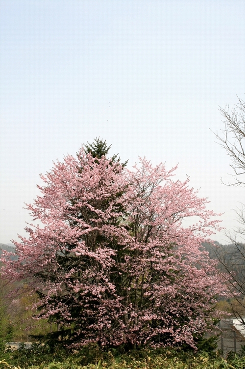 桜の花が校庭を染めています_d0119909_14335056.jpg