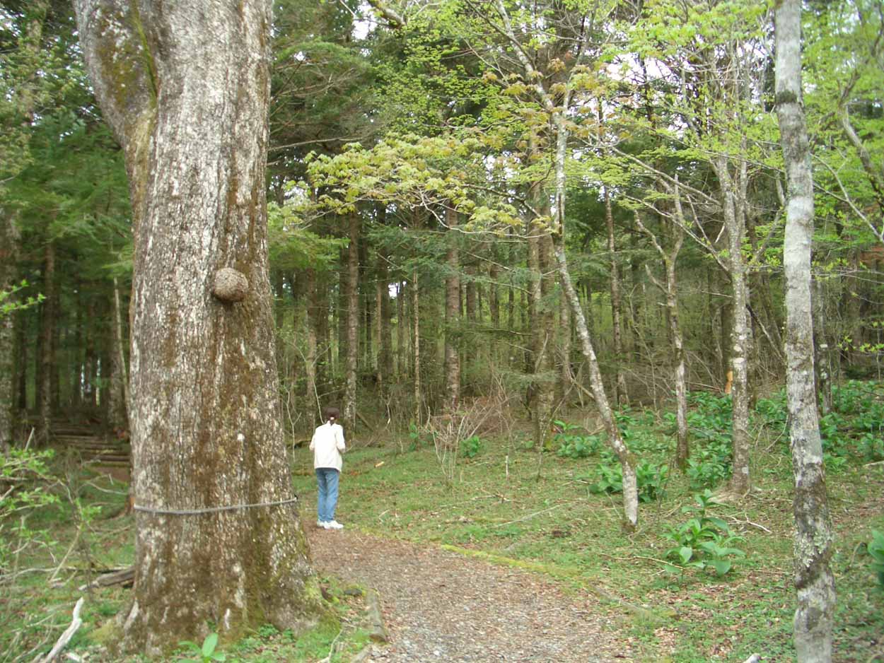 娘の卒業制作の運転手で富士山へ_f0141310_21173649.jpg