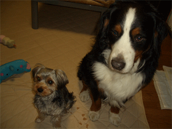 c0143711_1653428.gif