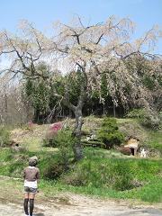 雲月山のふもとの垂れ桜_e0120111_2055432.jpg