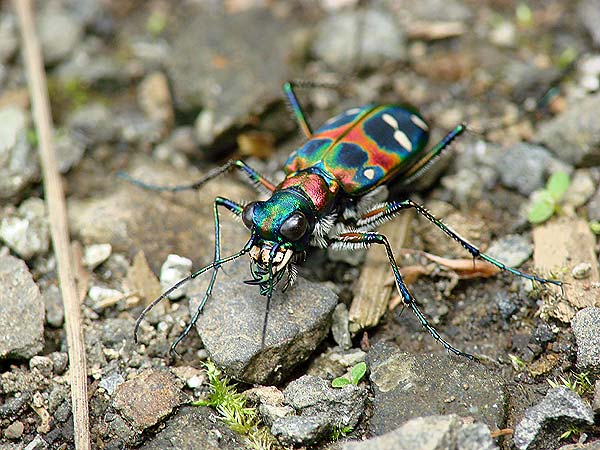 ハンミョウ 一寸の虫にも五分の魂 ハンミョウ 一寸の虫にも五分の魂