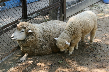 こども自然動物公園_f0109818_1743131.jpg