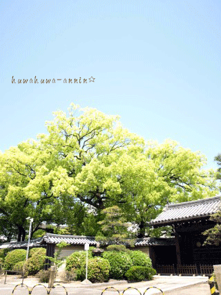 f0155120_140944.gif