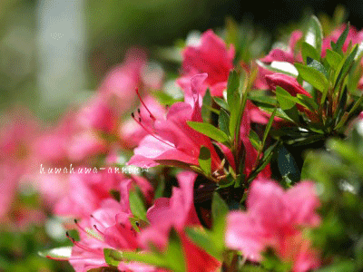 f0155120_1423882.gif