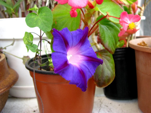 a0004023_75166.jpg
