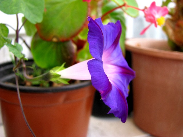 a0004023_752848.jpg