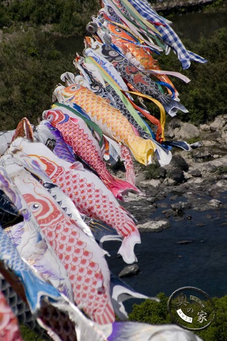 四万十川の鯉のぼり渡し3 四万十川写真館 四万十川の鯉のぼり渡し3 四万十川写真館