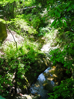 神戸で唯一のお茶園　静香園_d0017632_19534751.jpg