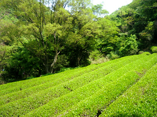 神戸で唯一のお茶園　静香園_d0017632_20272162.jpg