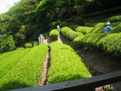 神戸で唯一のお茶園　静香園_d0017632_2027355.jpg