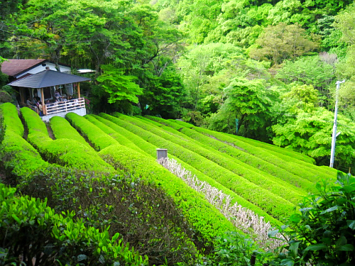 神戸で唯一のお茶園　静香園_d0017632_21435625.jpg