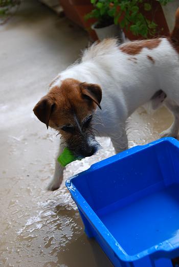 愛犬と豆もちと鳥すき焼き_c0099133_0534062.jpg