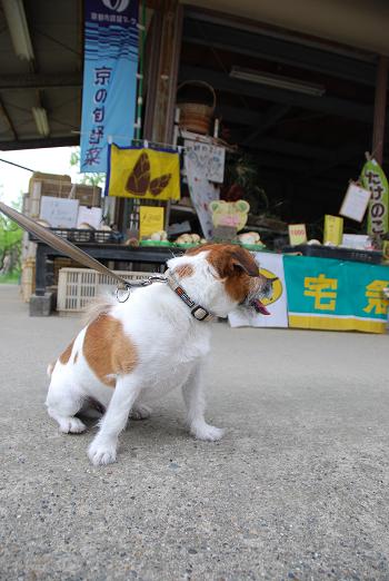 愛犬と豆もちと鳥すき焼き_c0099133_105440.jpg