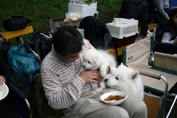 恒例「サモエド・ファミリー集会」レポート①_c0035838_22483546.jpg