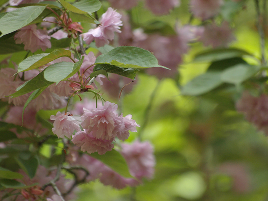 花／桜その他 〜 大原三千院にて_d0149238_1041134.jpg