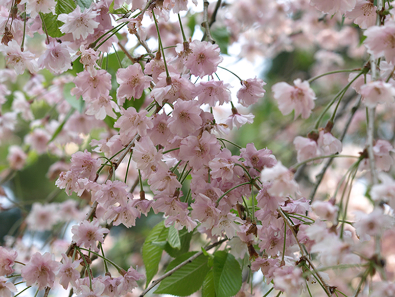 花／桜その他 〜 大原三千院にて_d0149238_1051960.jpg