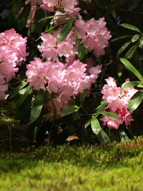 花／桜その他 〜 大原三千院にて_d0149238_105535.jpg