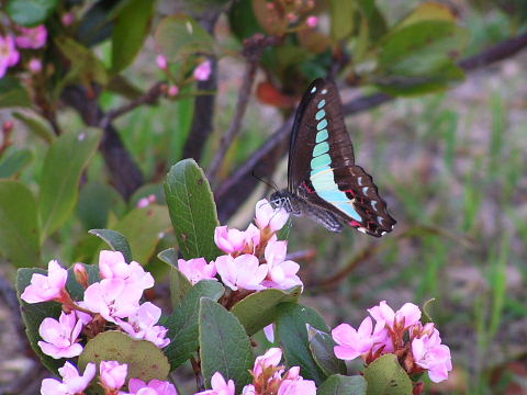 アオスジアゲハ　と　ゴマダラチョウ　かな?_c0051143_23361831.jpg